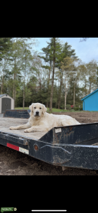 Golden retriever English cream  Listing Image