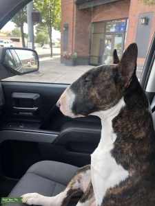 English Bull Terrier Listing Image
