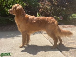 AKC GOLDEN RETRIEVER STUD Listing Image