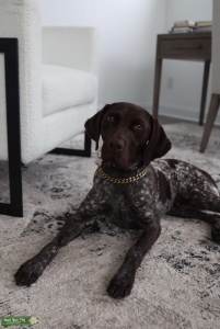 Medium sized Liver and Ticked German Short Haired Pointer Listing Image