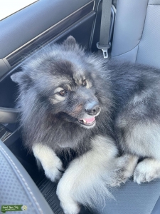 Keeshond looking for variety of Breeds Listing Image