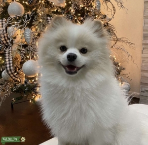 White Pure-Bred Pomeranian w/ Blonde Highlights Listing Image