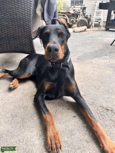 23 month old purebred Listing Image