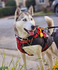 Looking for Red Siberian Husky Stud Listing Image