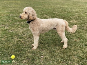 light tan goldendoodle Listing Image