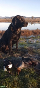 My dog owes me money  Listing Image