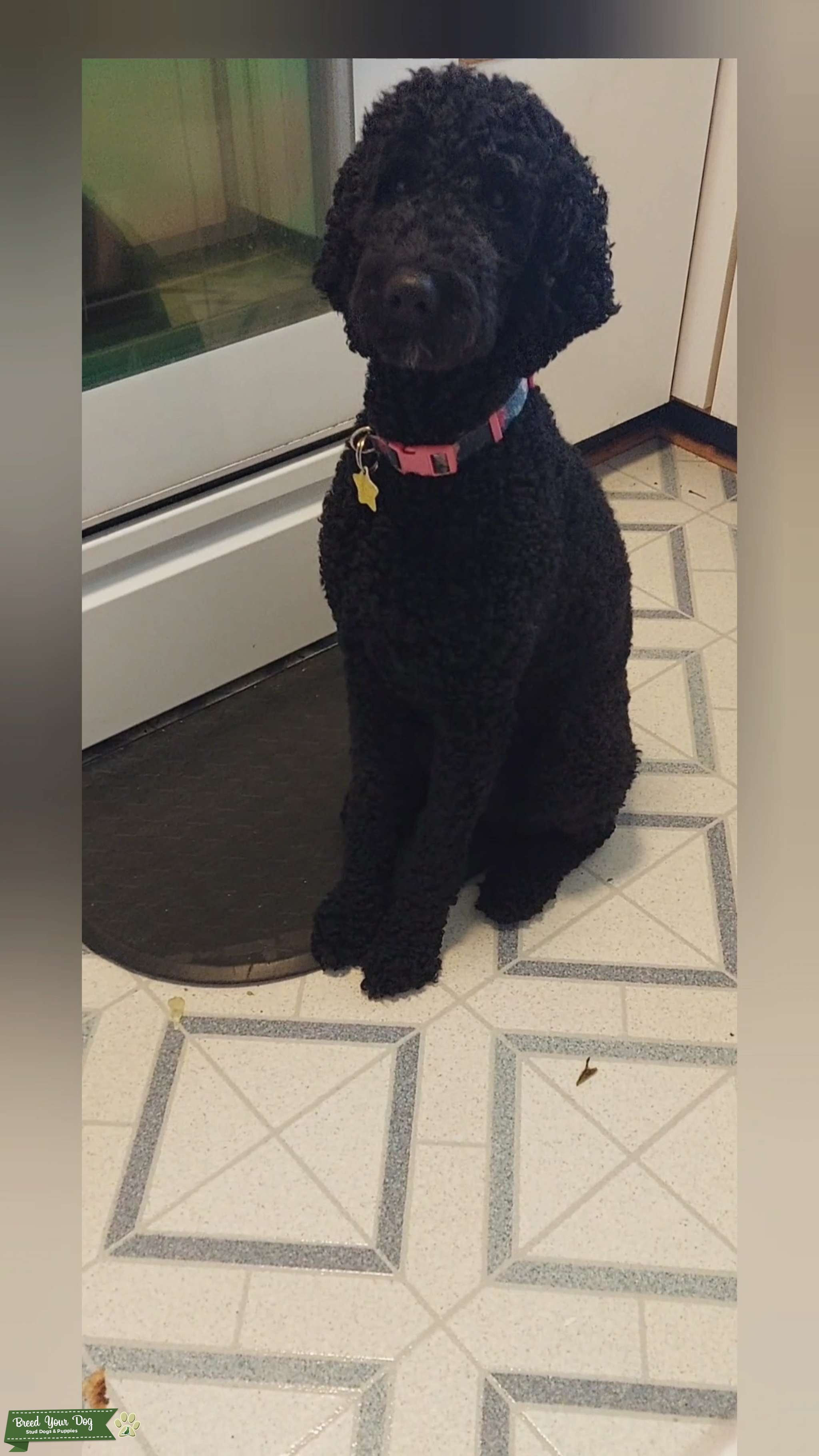 Female Standard Poodle Stud Dog in Michigan , the United States Breed Your Dog