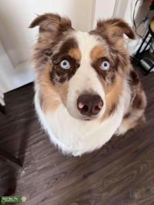Red merle stud  Listing Image