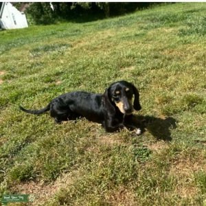 AKC Male Miniature  Listing Image