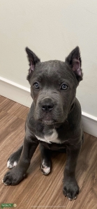 Up and coming female pup Listing Image