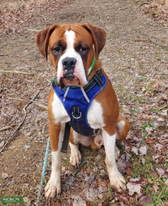 Super Sweet and Loving Boxer at Stud Listing Image