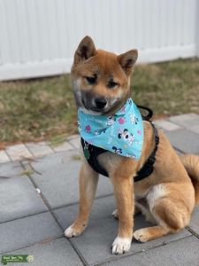 AKC Pedigree Shiba Inu Listing Image
