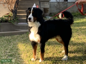 AKC Bernese Mountain Dog Stud Listing Image