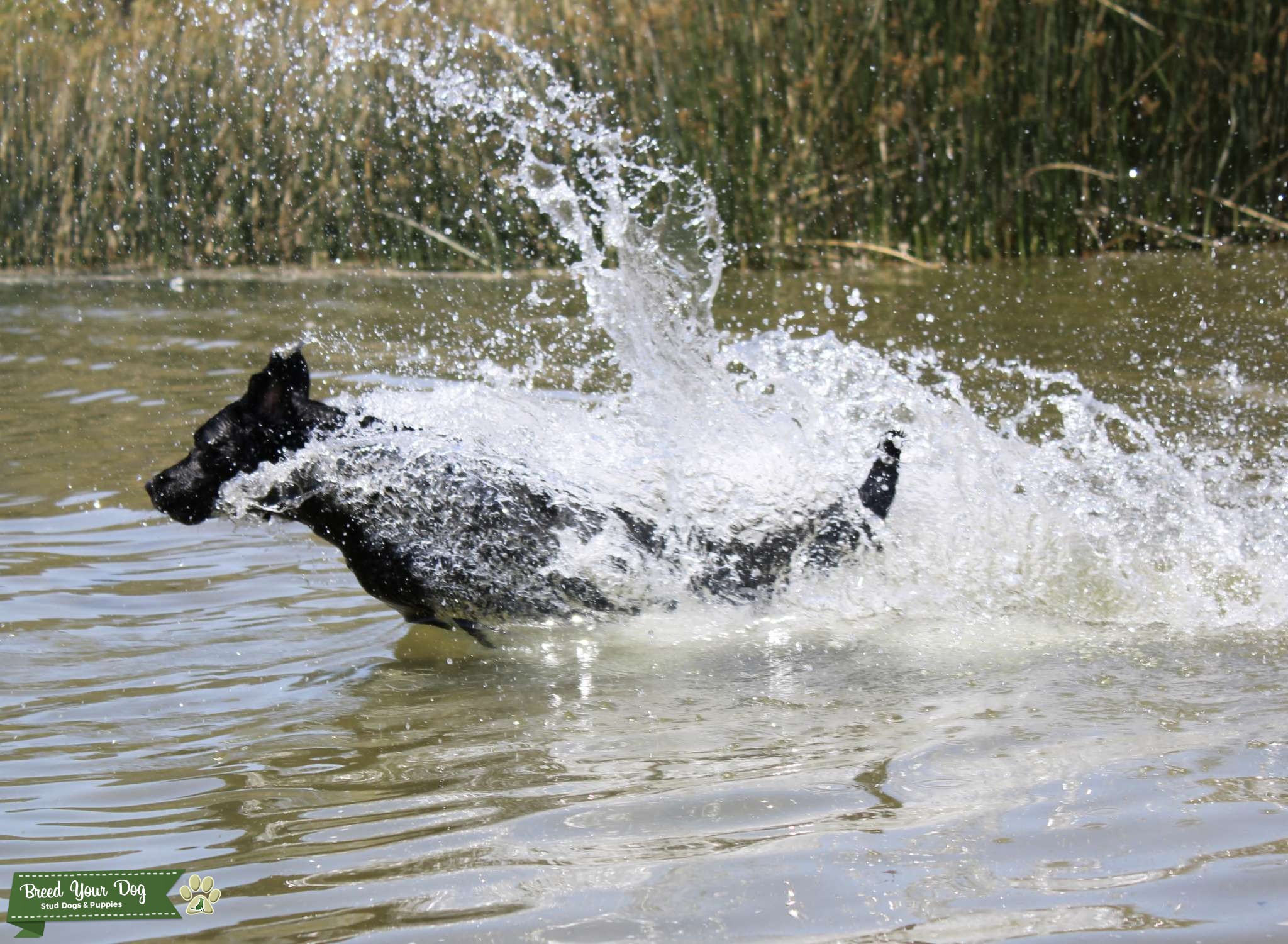 Black field line Labrador Stud Dog in CA, the United States Breed