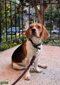 Handsome 13” standard size Red-Blue-Tick Beagle  Listing Image