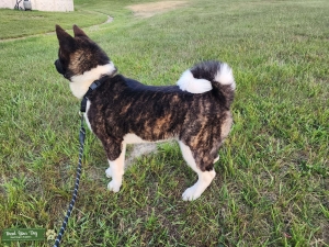 Gorgeous Brindle Akita Stud Listing Image