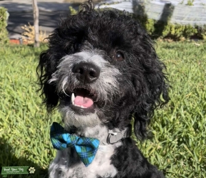 Mini Parti Goldendoodle Listing Image