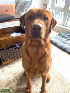 AKC Registered Fox Red Lab Stud Listing Image