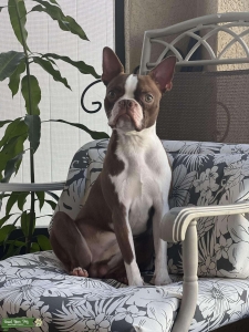 Red Boston Terrier  Listing Image