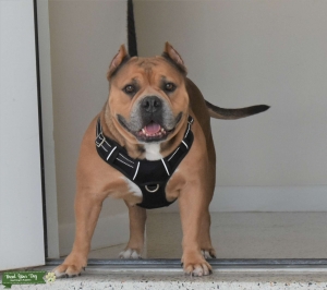 American Bully looking for a male to breed Listing Image