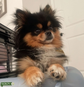 Teacup Pomeranian available for stud service Listing Image