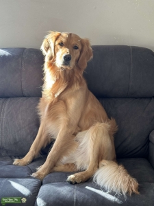Gorgeous Pure Bred Golden Retriever  Listing Image