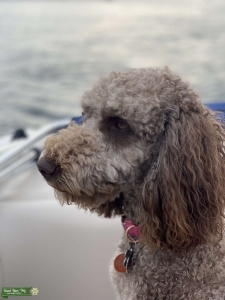 F1b chocolate Goldendoodle  Listing Image