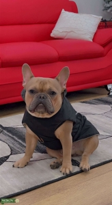 Stud dog  Listing Image