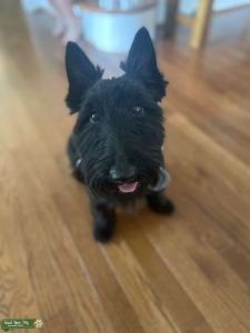 Sweetest Scottie Stud! Listing Image