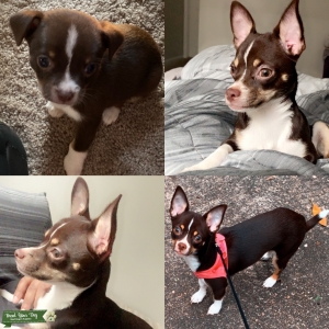 Looking for a handsome stud to mate with coco  Listing Image