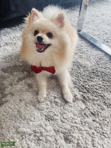 Cream pomeranian available for stud service  Listing Image