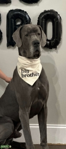 Blue Great Dane Listing Image