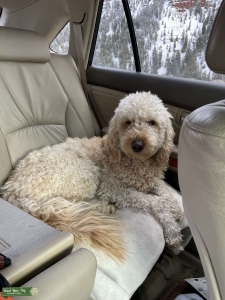 F1B Goldendoodle Listing Image