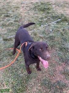 Meet My Dog Chocolate  Listing Image