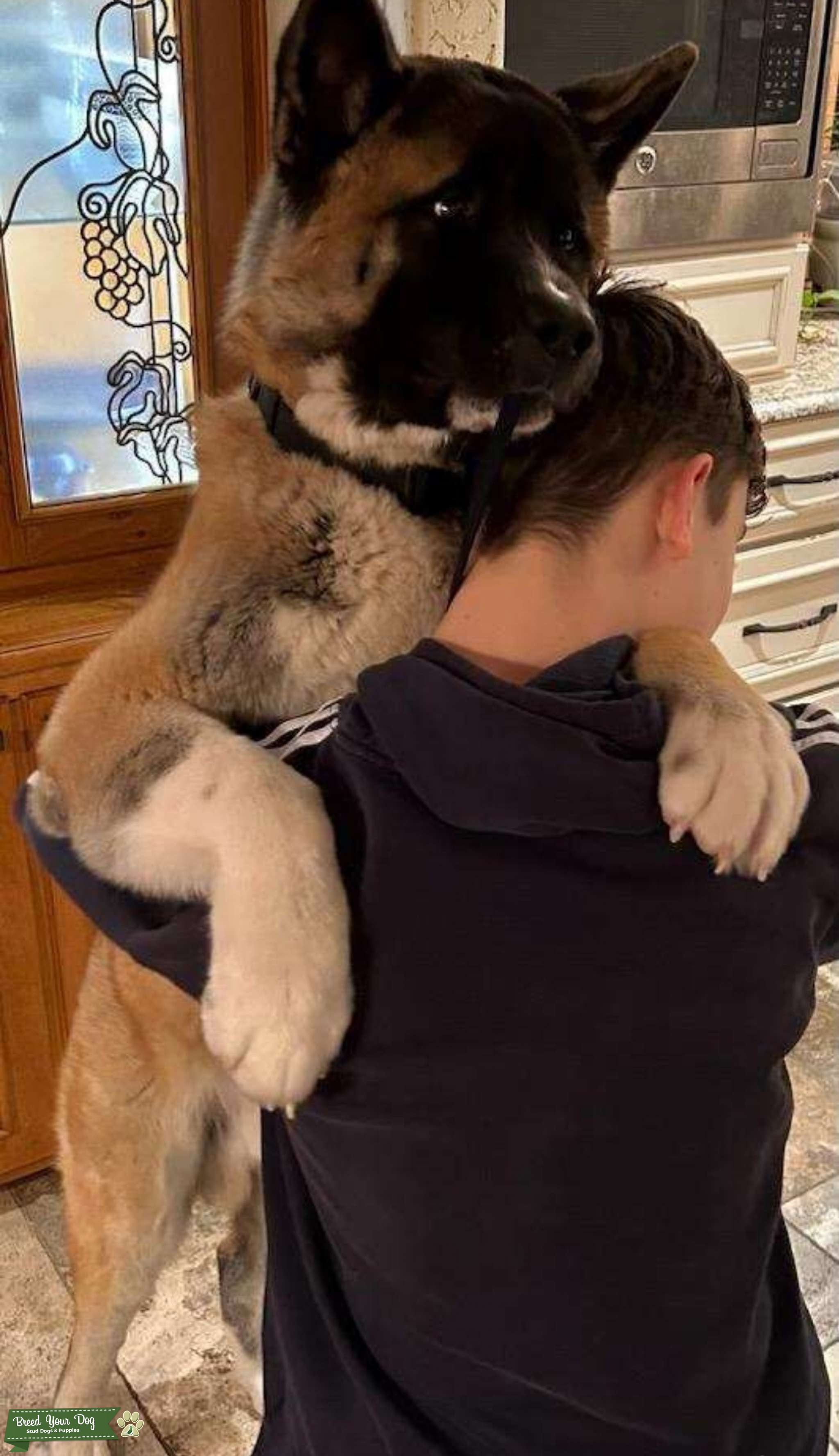 Akita Stud Stud Dog in Washington, the United States Breed Your Dog