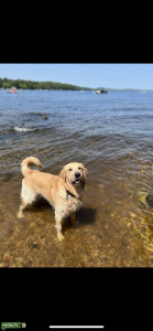 Handsome, young Golden Listing Image