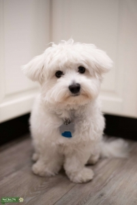 White Male Coton de Tulear Listing Image
