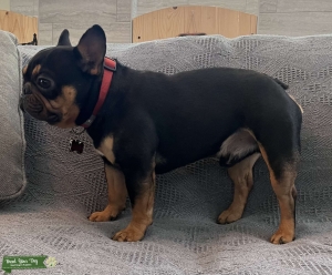 Maxo 4 yr old proven male  Listing Image