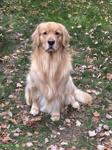 AKC Golden Retriever  Listing Image