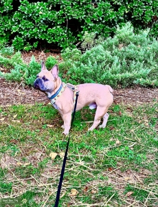 AKC Certified Blue Sable Male French BullDog  Listing Image