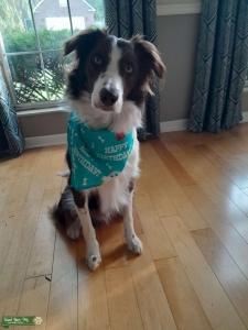 Border Collie Male...Red & white Listing Image