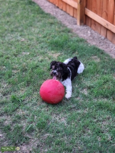 Atticus Sparticus Baddakiss 1st of his name Listing Image