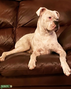 White Boxer in Prime  Listing Image
