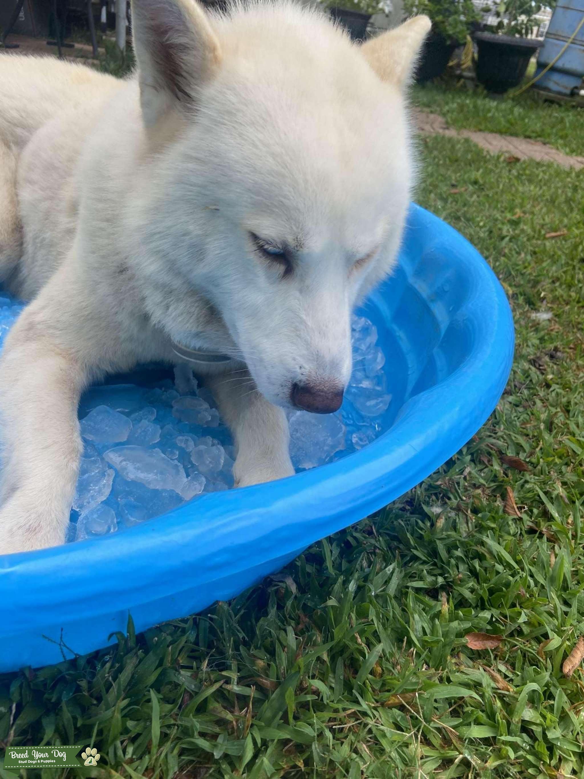 Siberian Husky Stud Dog in Louisiana , the United States Breed Your Dog
