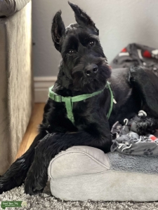 Black Giant Schnauzer AKC Listing Image