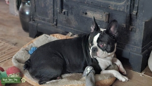 Looking for a boyfriend for my Frenchton  Listing Image