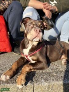 Tri XL Bully for Stud  Listing Image