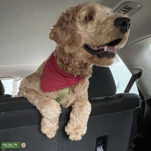 Texas Goldendoodle Stud Listing Image