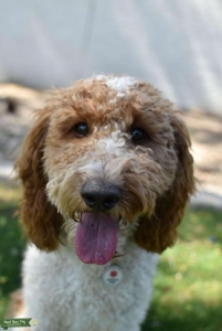 White with Brown Parti Colored Goldendoodle Listing Image