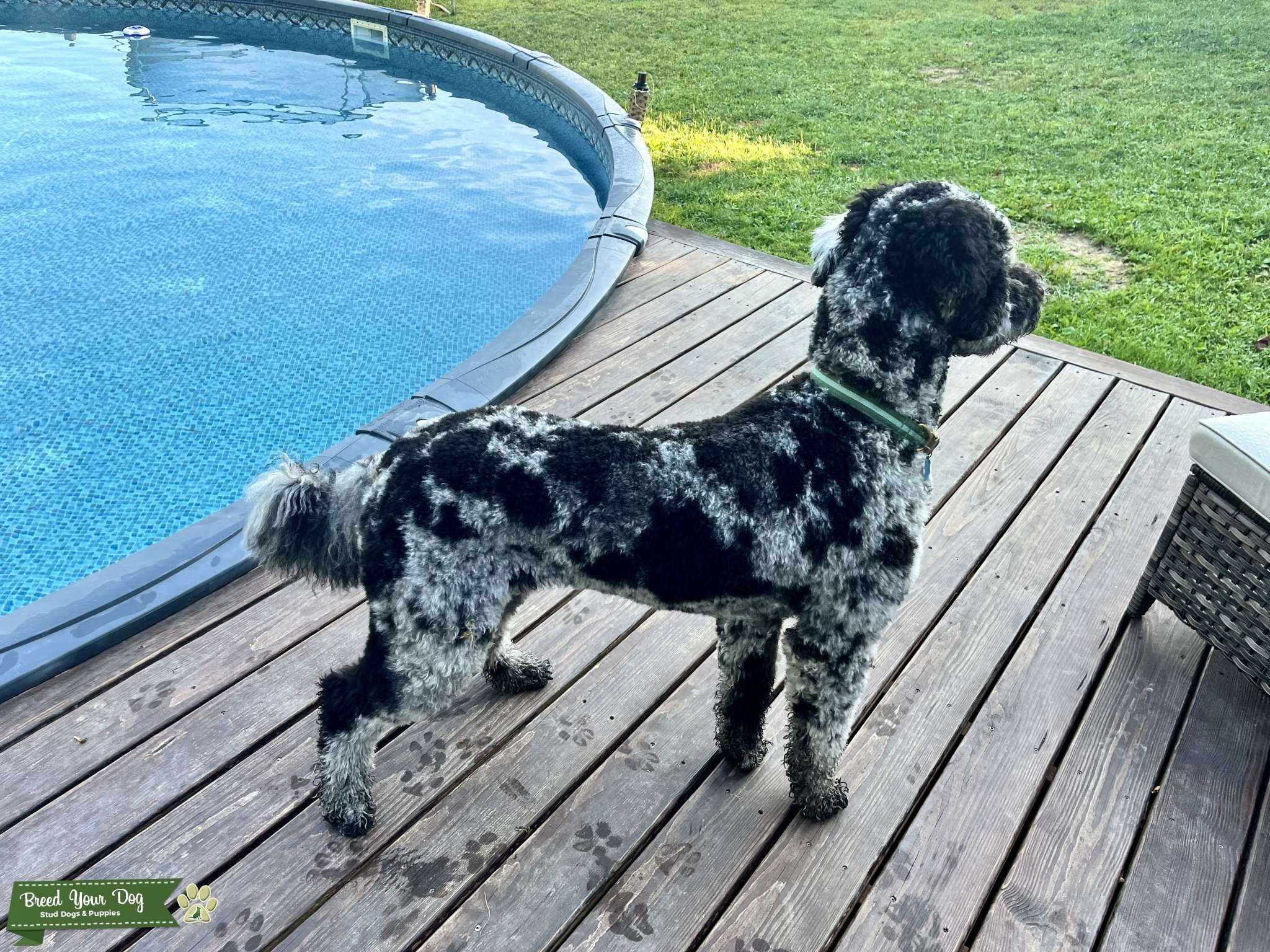 CKC Registered Merle F1B Goldendoodle Stud Dog in PA, the United Kingdom Breed Your Dog